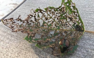 Do you have these Japanese Beetles in your trees?